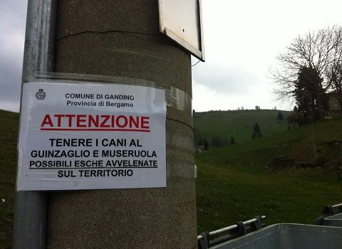 RISCHIO AVVELENAMENTO: ALTRI 2 CASI AD OREZZO, I CANI SI SALVANO RISCHIO AVVELENAMENTO: ALTRI 2 CASI AD OREZZO, I CANI SI SALVANO