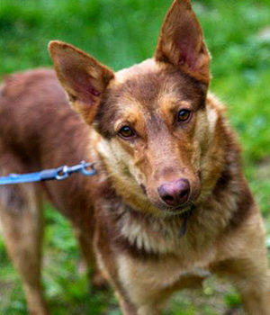 Sos amici a 4 zampe – Maya cerca casa Sos amici a 4 zampe – Maya cerca casa