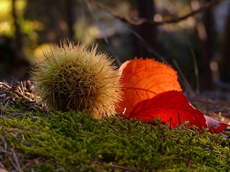 autunno-castagne