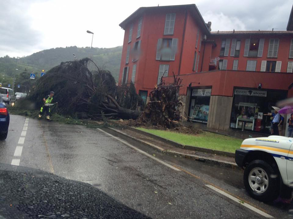 Una pianta sradicata in via provinciale ad Albino