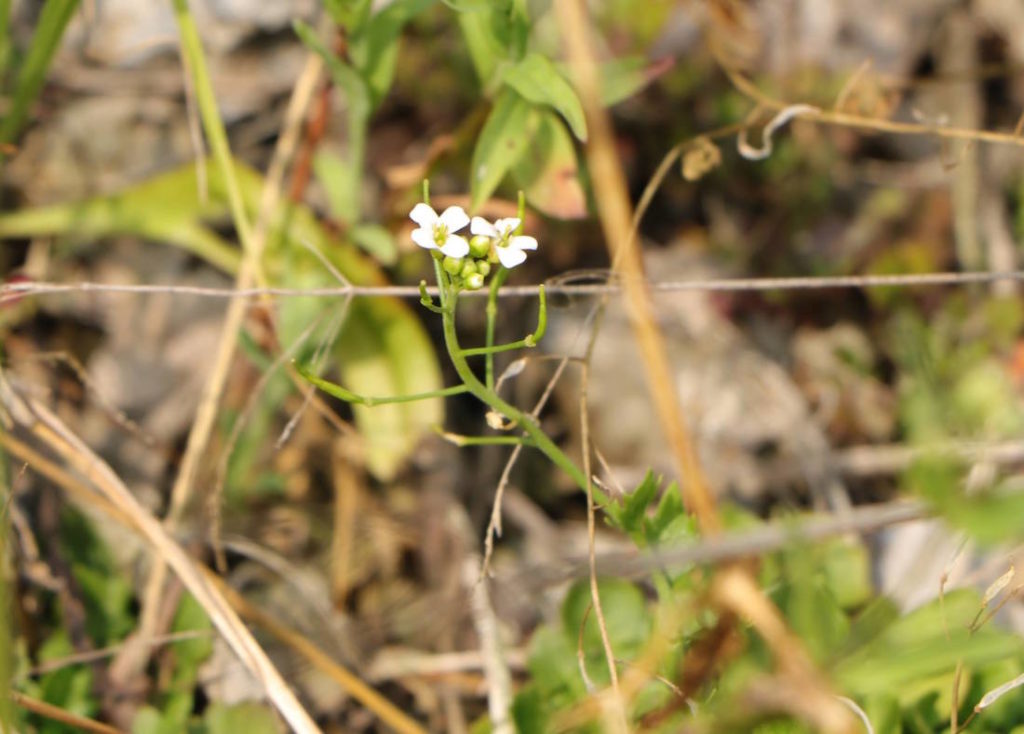 Arabidopsis Halleri