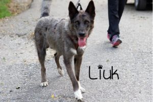 liuk