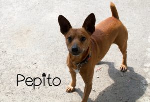 pepito