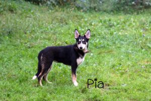 pia