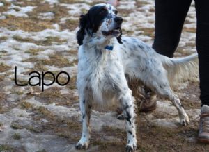 lapo