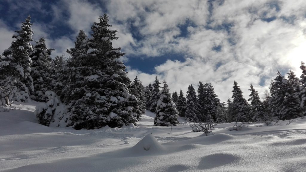 monte-pora-neve-piante-2017