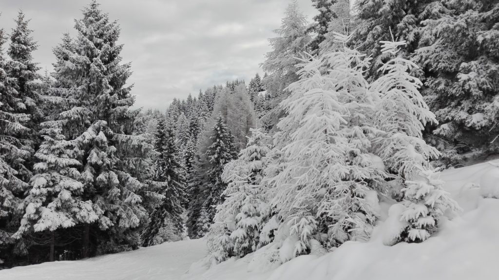 piante-cariche-di-neve-monte-pora