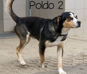 poldo2