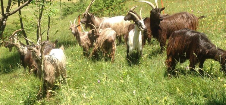 Sos amici a 4 zampe – Ritrovate le capre scappate sul Monte Farno Sos amici a 4 zampe – Ritrovate le capre scappate sul Monte Farno