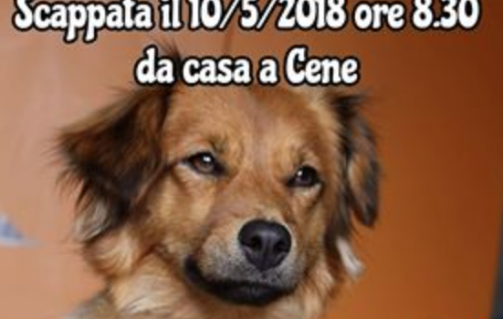 Sos amici a 4 zampe – Elis smarrita a Cene Sos amici a 4 zampe – Elis smarrita a Cene