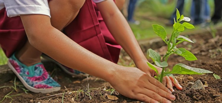 Investire consapevolmente – Mondo del risparmio e giardinaggio, cosa hanno in comune? Investire consapevolmente – Mondo del risparmio e giardinaggio, cosa hanno in comune?