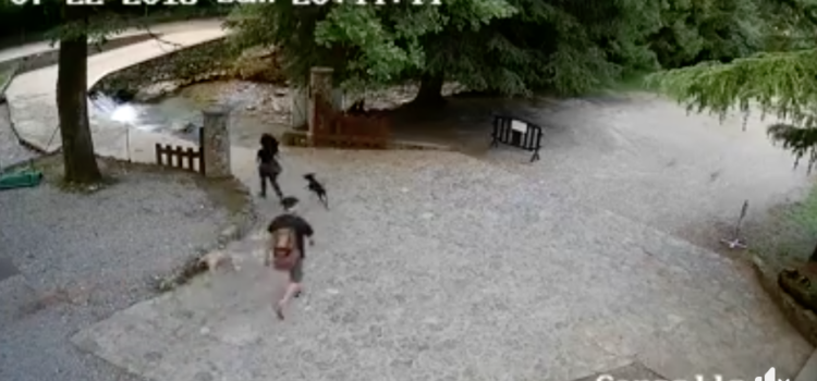 Rubano 20 salamelle, il post diventa virale Rubano 20 salamelle, il post diventa virale