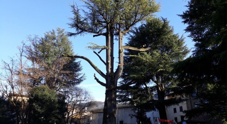 Addio al cedro del Parco di Gandino, ma avrà una nuova vita Addio al cedro del Parco di Gandino, ma avrà una nuova vita