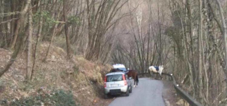 Cade da cavallo a Casnigo, 29enne in ospedale Cade da cavallo a Casnigo, 29enne in ospedale