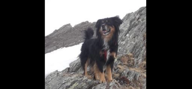 Lonno, scomparso il cane che cura gli anziani – l’appello Lonno, scomparso il cane che cura gli anziani – l’appello