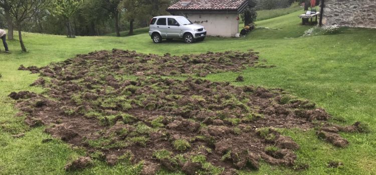 Danni da cinghiali: l’ultima segnalazione a Cerete Alto – Foto Danni da cinghiali: l’ultima segnalazione a Cerete Alto – Foto