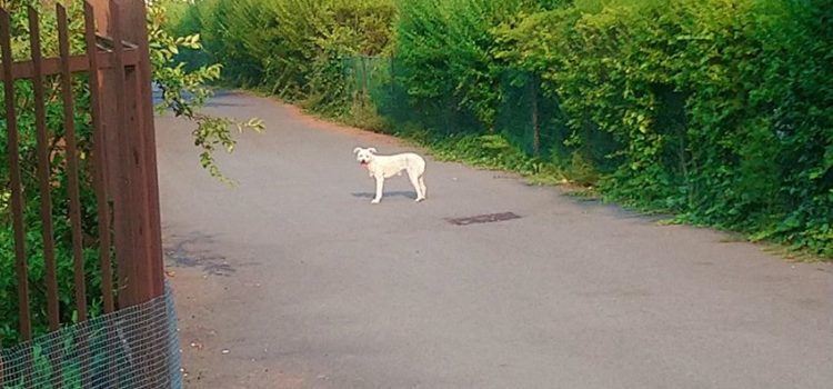 Clusone, Sos per un cane abbandonato Clusone, Sos per un cane abbandonato