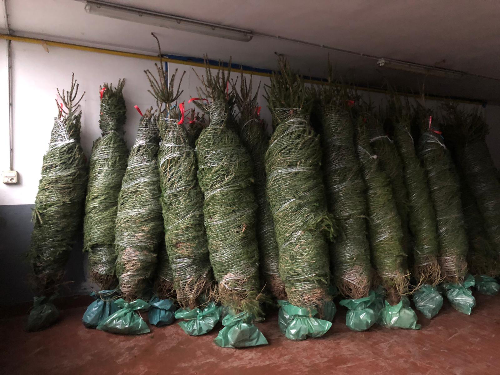 Clusone: a Natale la pineta si trasferisce nel centro storico - Valseriana News