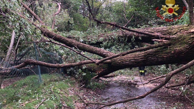 Albino Pianta Sulla Ciclabile A Prato Alto Valseriana News