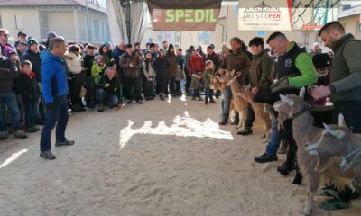 fiera delle capre di Ardesio