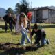 alberi piantati a Castione