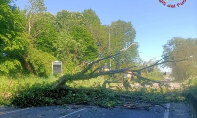 vento forte alberi caduti bergamo