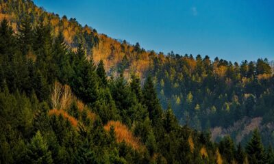 riforestazione