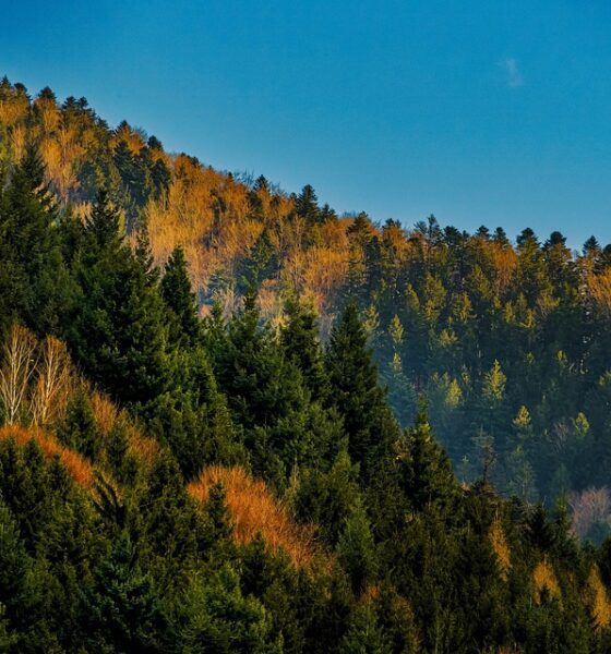 riforestazione