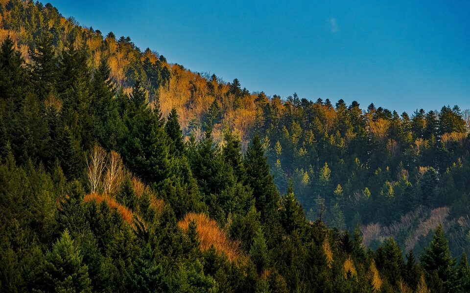 riforestazione