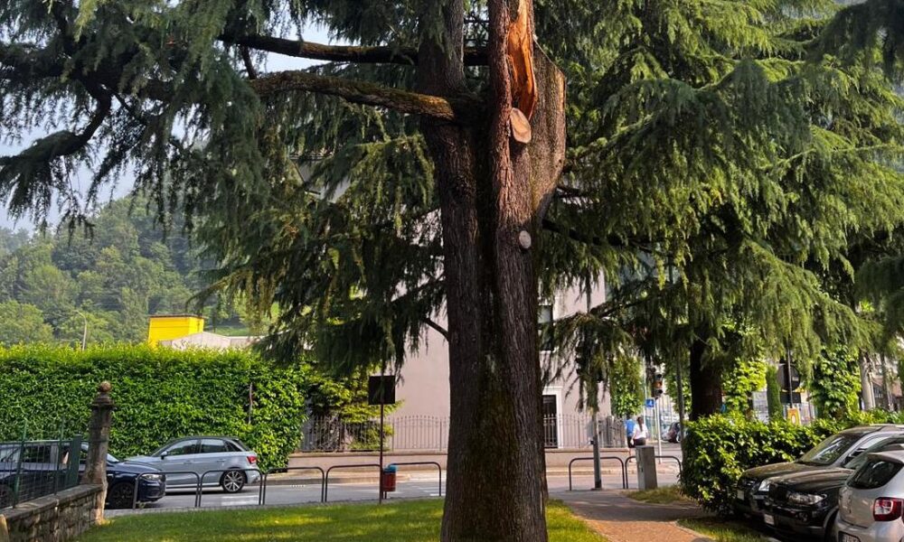 abbattimento cedro fiorano al serio