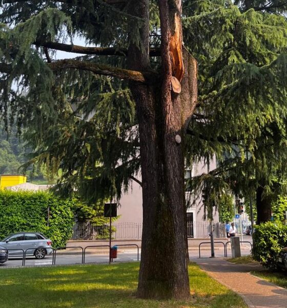 abbattimento cedro fiorano al serio