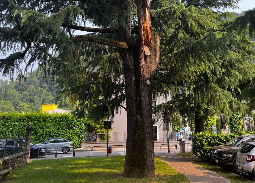 abbattimento cedro fiorano al serio
