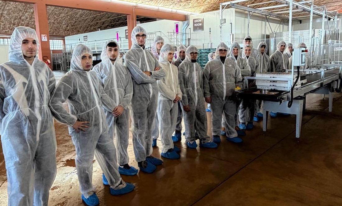 Superfarm Pezzoli Green