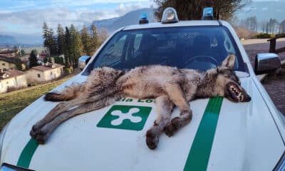 lupo morto val seriana