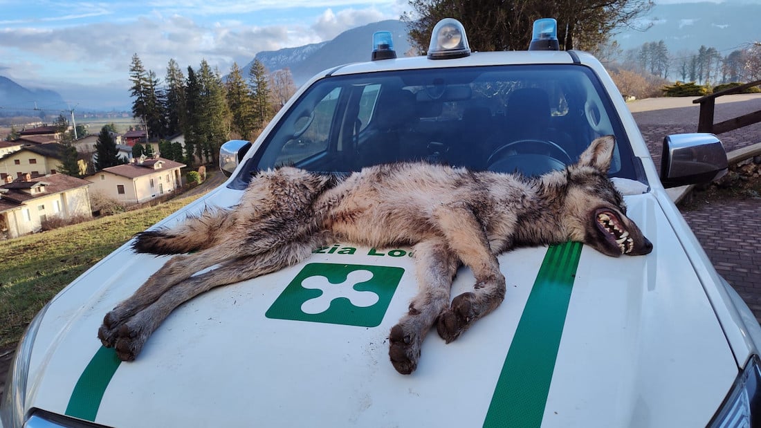 lupo morto val seriana