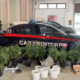 arresto gazzaniga