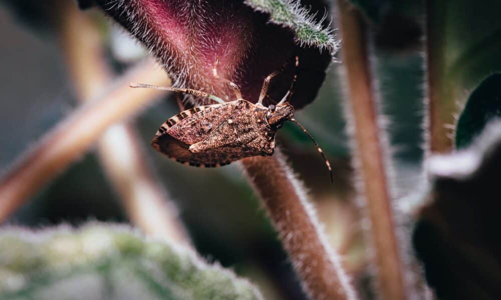 Cimice asiatica