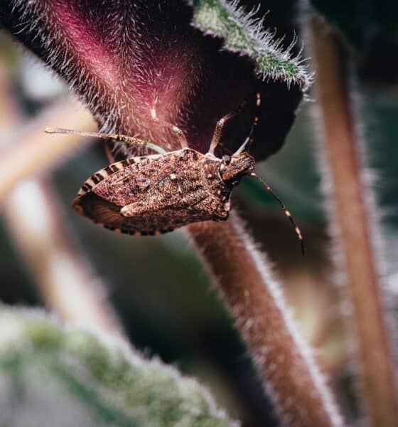 Cimice asiatica