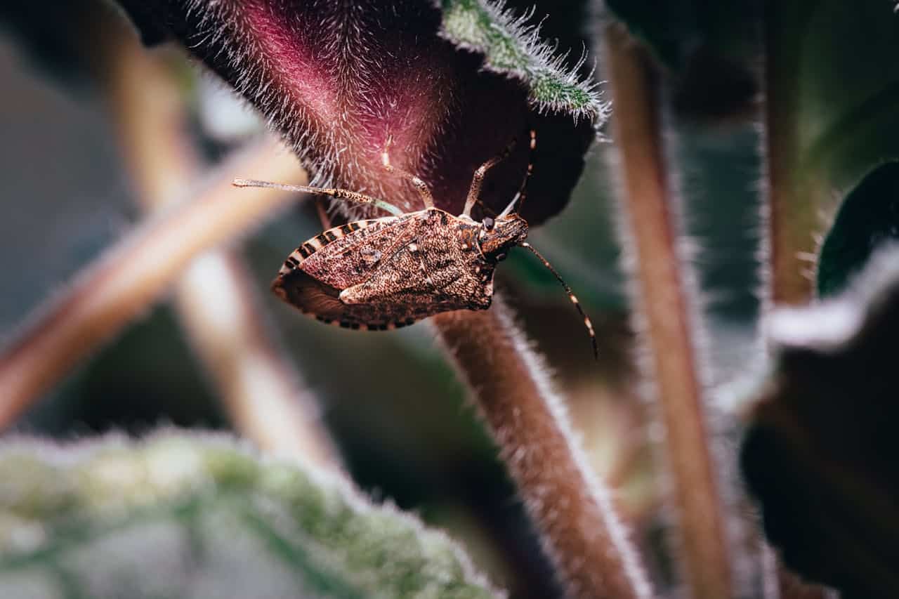 Cimice asiatica