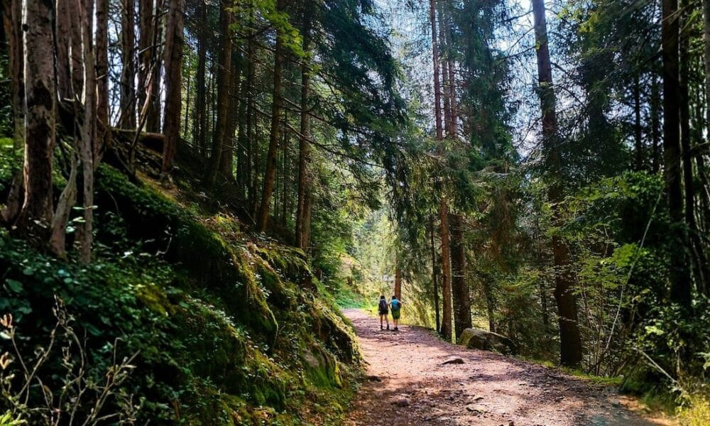 respiro di foresta