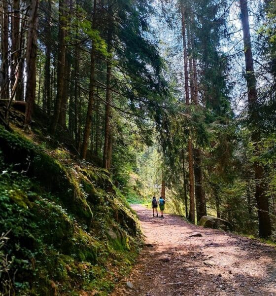 respiro di foresta