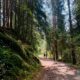 respiro di foresta