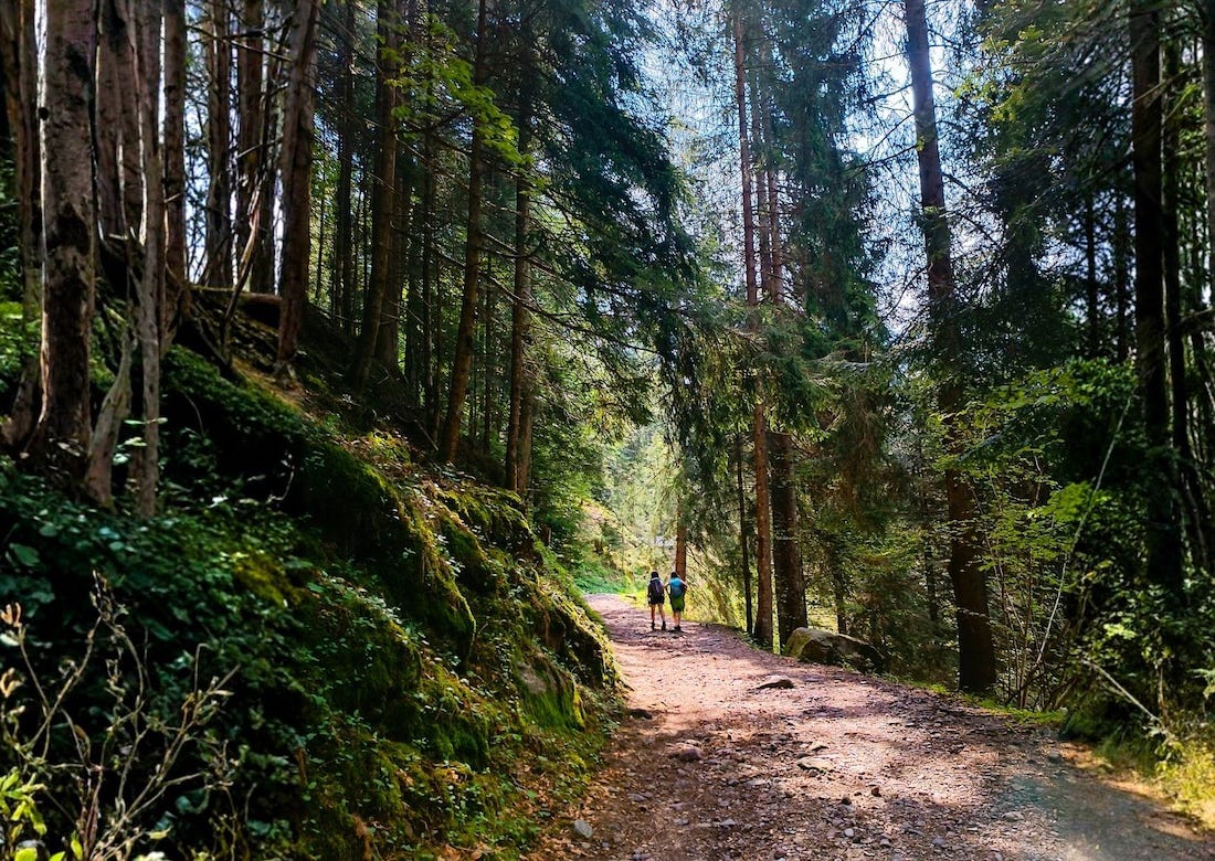 respiro di foresta